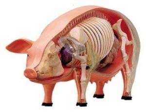  Modelo De Anatomia Para Ensino - Porco 4DMASTER