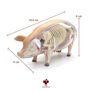  Modelo De Anatomia Para Ensino - Porco 4DMASTER